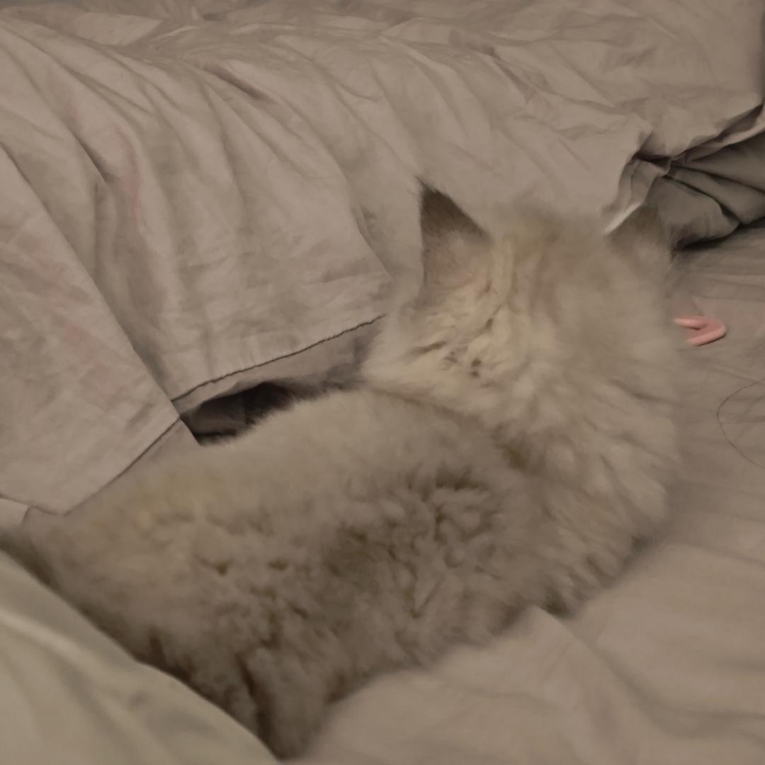 一直鱼