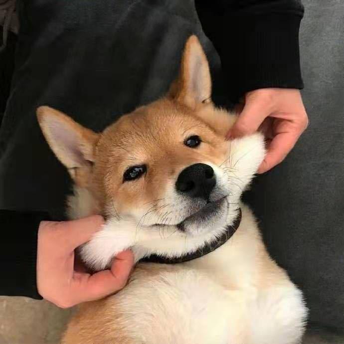 吃饱睡不饱