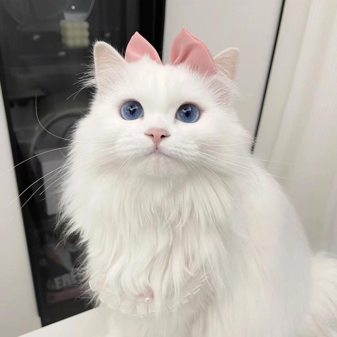 爱吃荔枝的荔枝