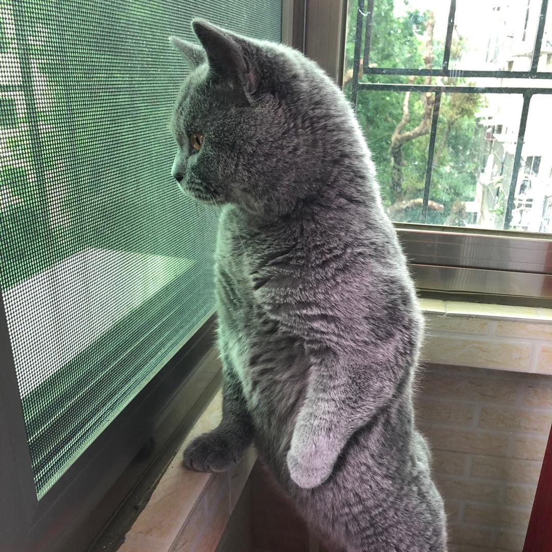 布丁是只猫🐱
