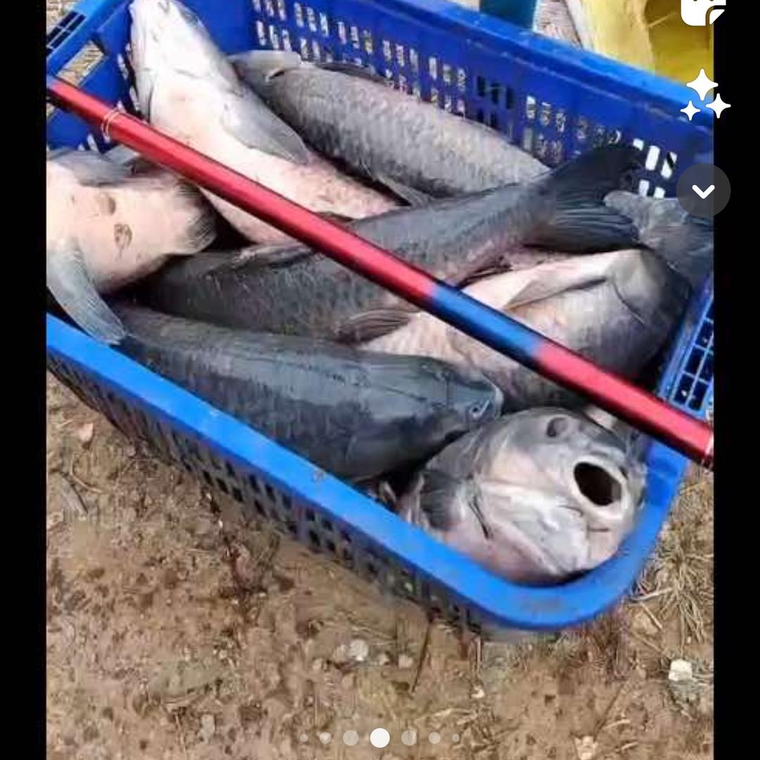 青寻大物鱼具