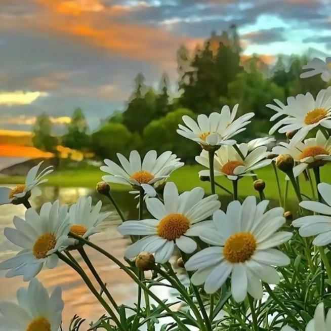 🌻