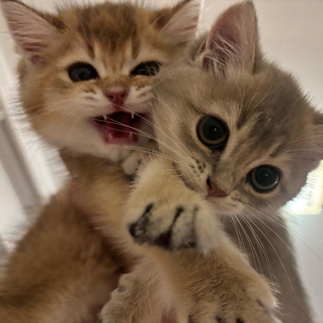 猫宁🐱渐层德文