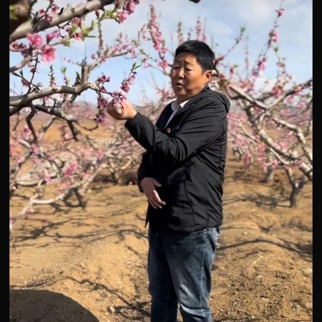 迁安水蜜桃支书