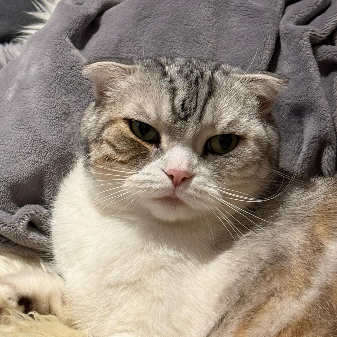 张张大王