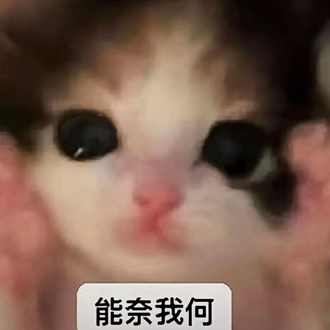 我有猫冰