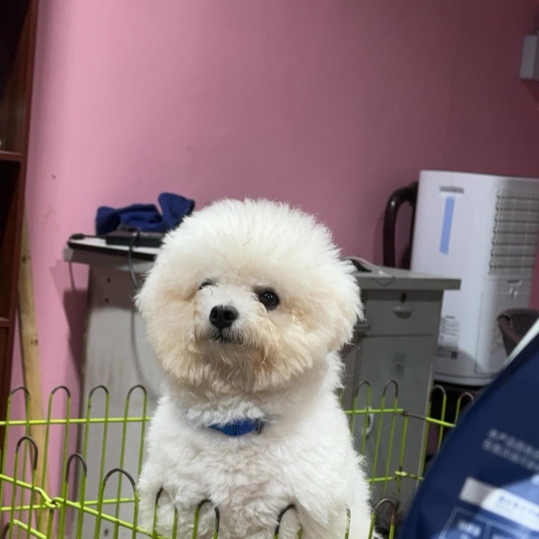 东莞常平萌宠有家