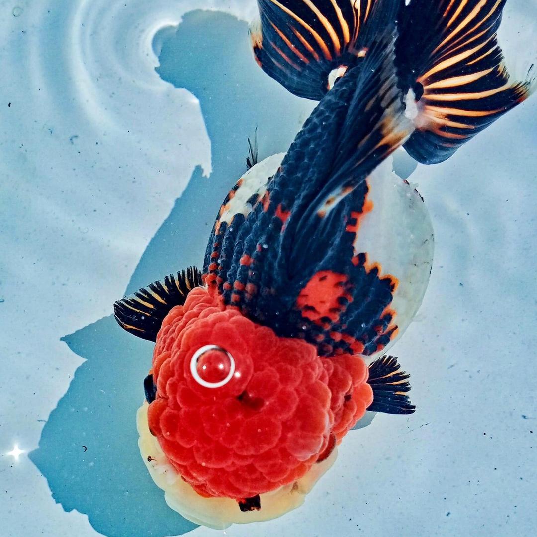 养鱼K哥🐳