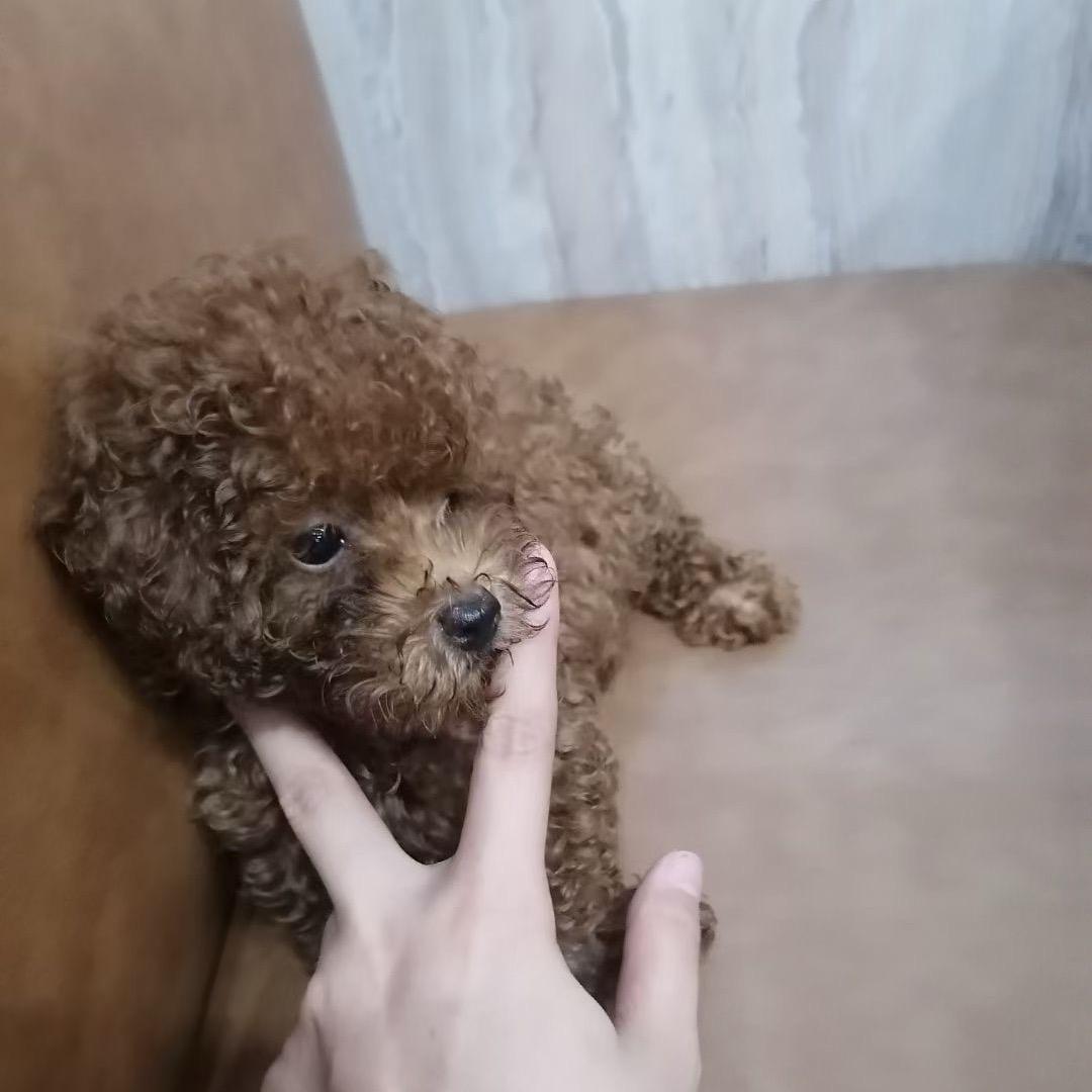 小明