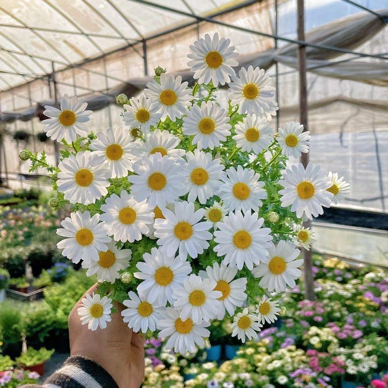 东莞市琳思晴贸易有限公司企业店