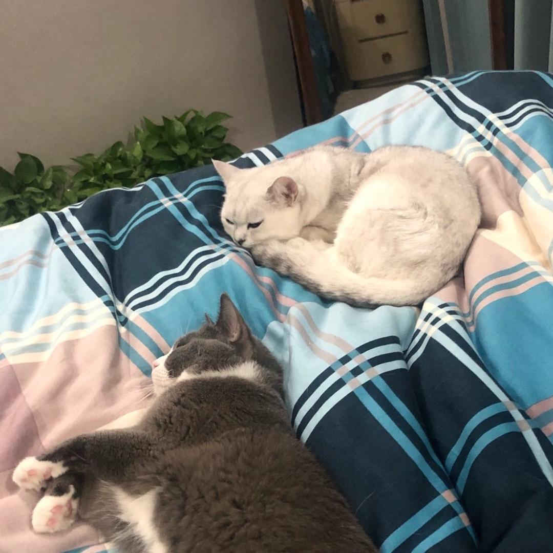 桃可可