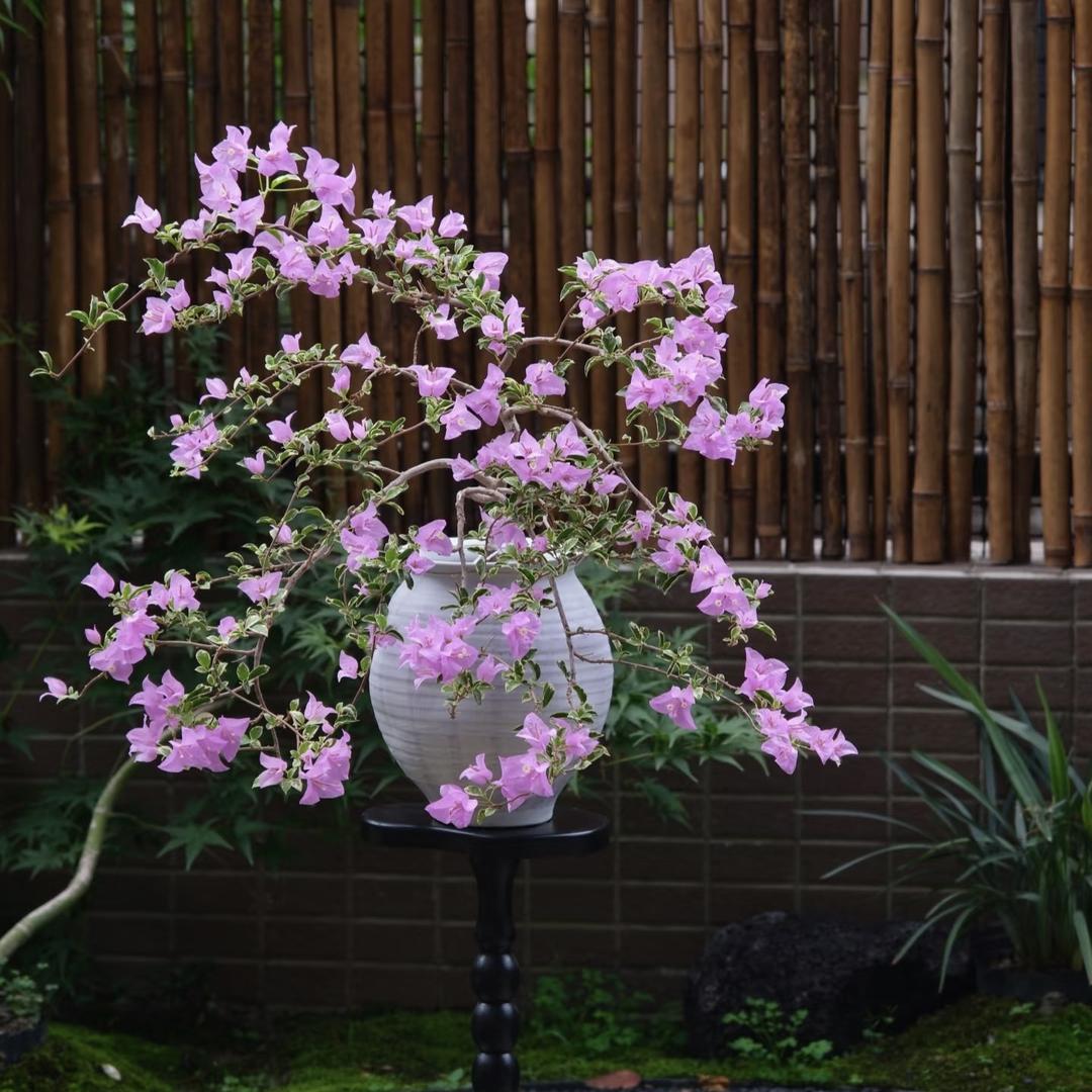 花遇三角梅