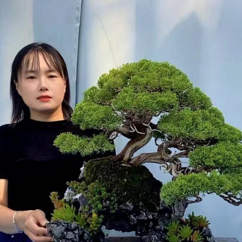 帝景缘盆景