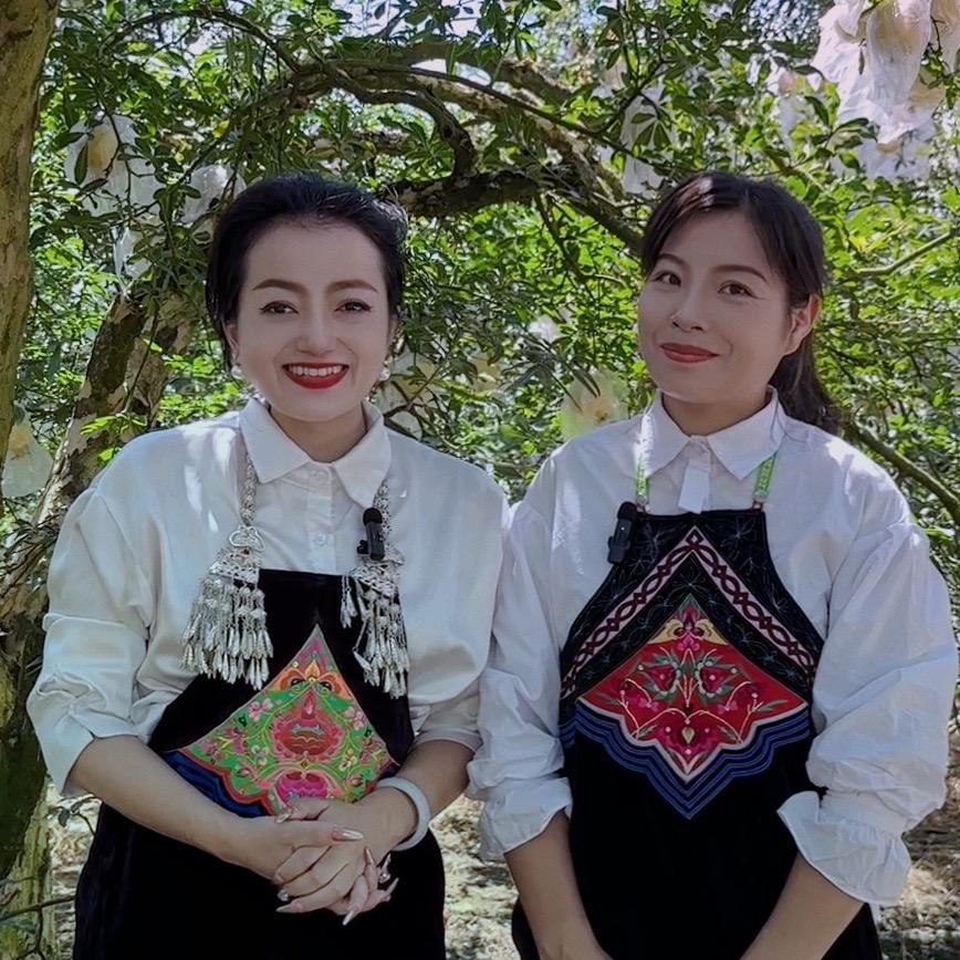 云南大花小花