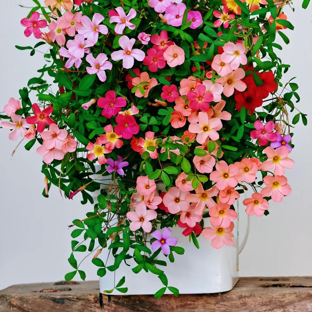 🌿 丁丁在自贡卖土鸡