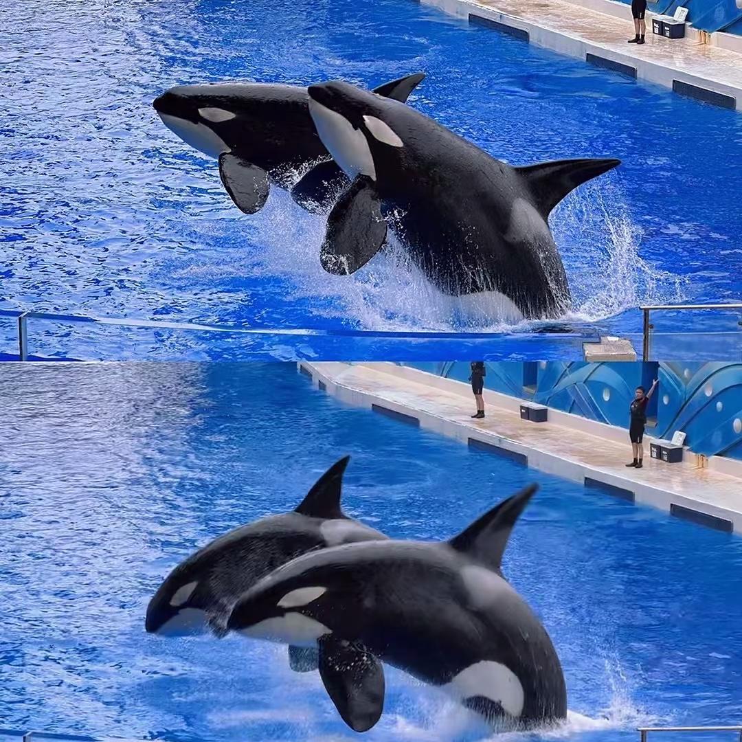 上海海洋公园直播间
