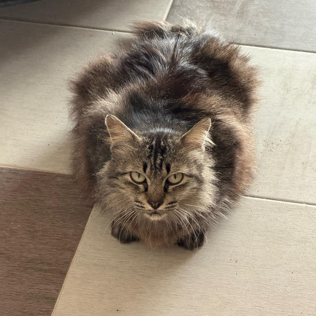 晚安（已见郑润泽版）