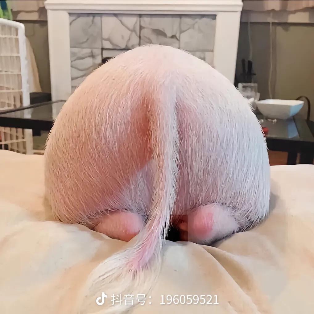 老7⃣️在南宁卖黑猪🐷