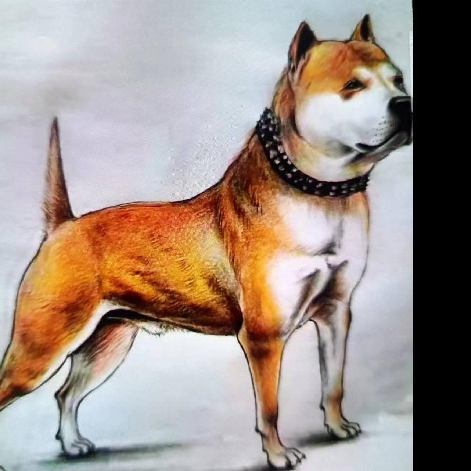 广西老表中华田园犬小陆