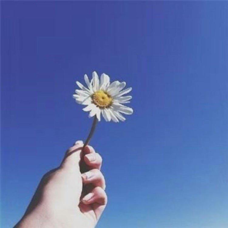灵芝