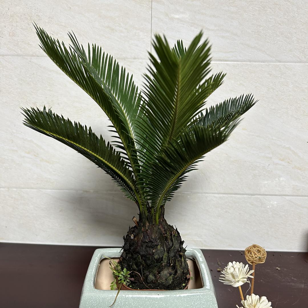 霸王铁树直销