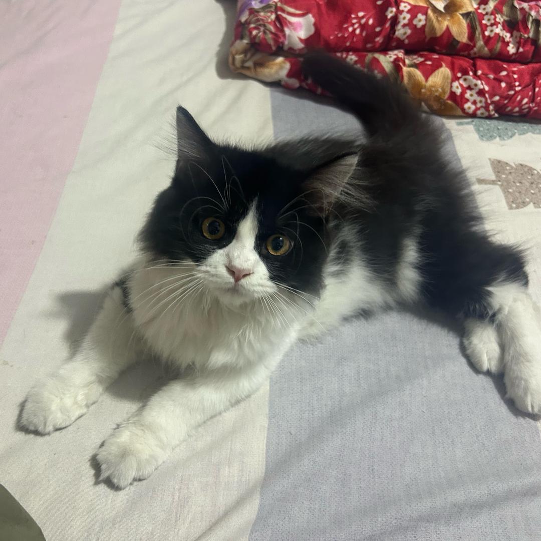 🐰¹⁹⁸⁷…随心所欲