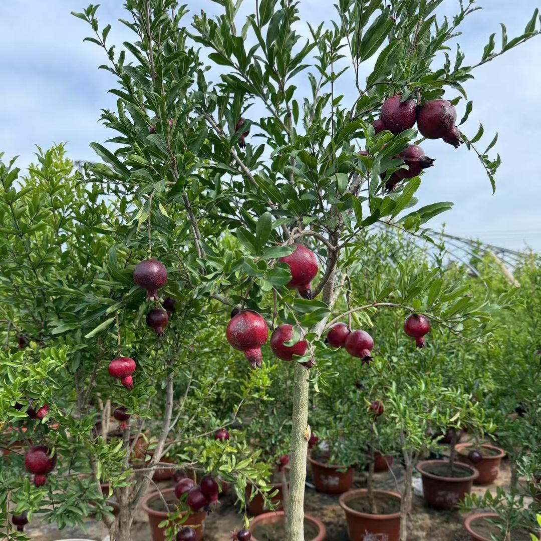 紫玉石榴盆景种植以及出售
