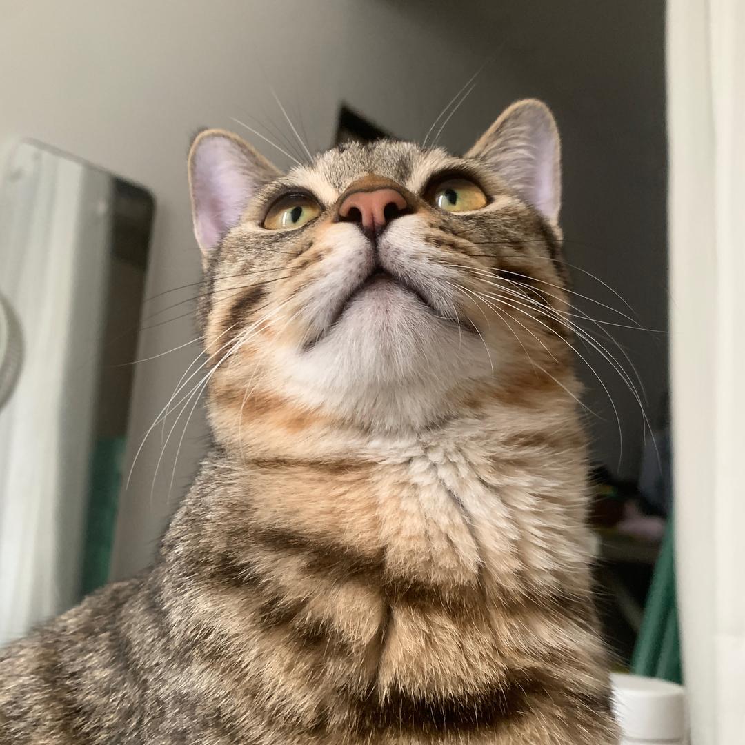 爱睡键盘上的菠萝喵