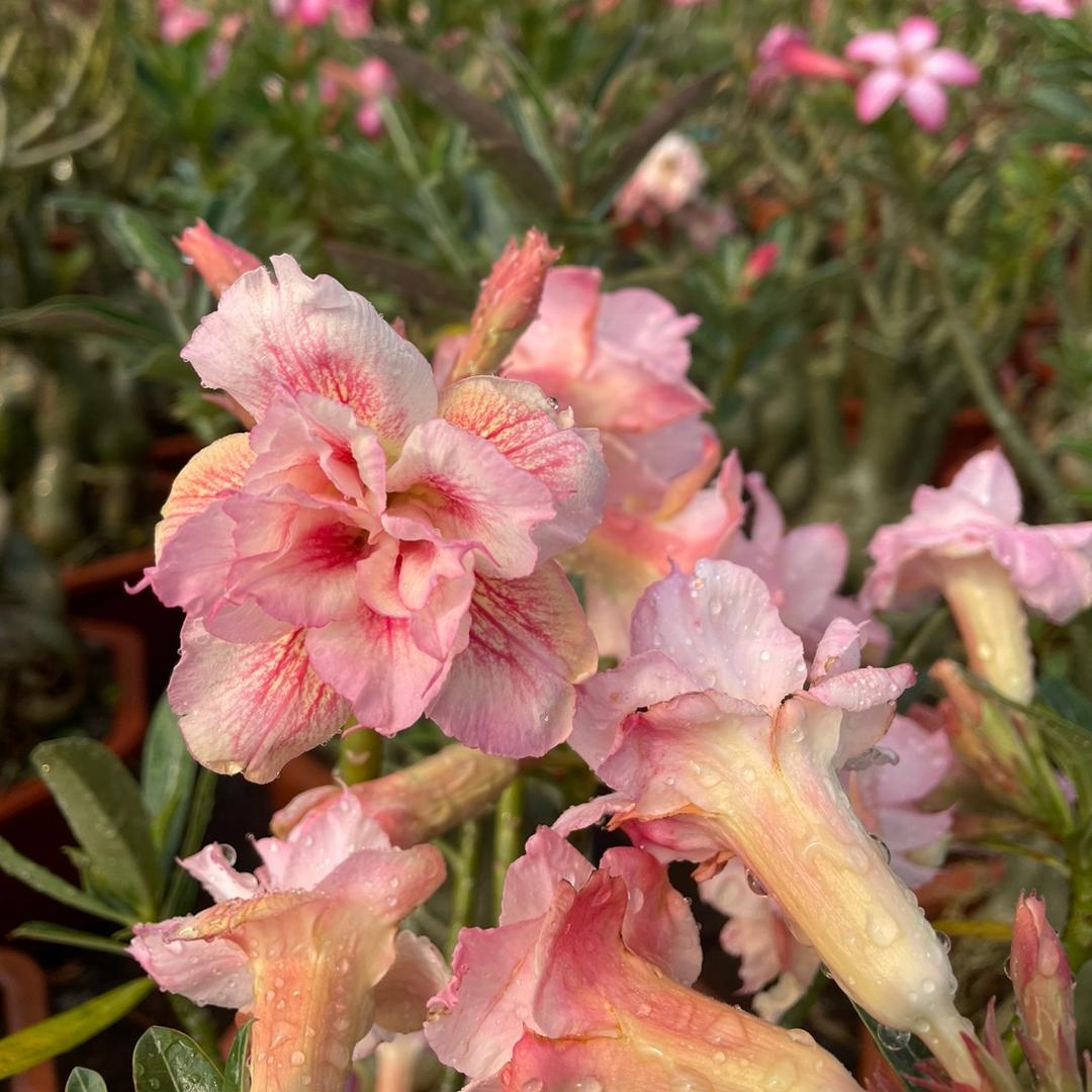 龙宝宝沙漠玫瑰