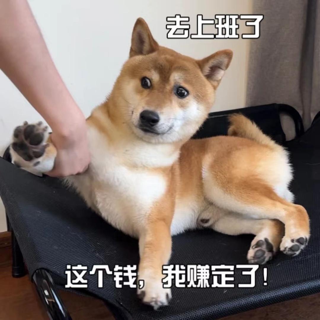 小橘子是只橘猫