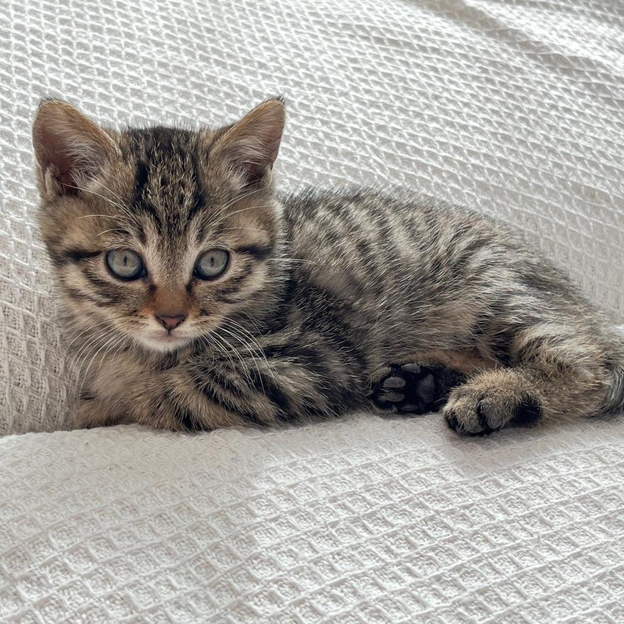 八万是只猫🐱