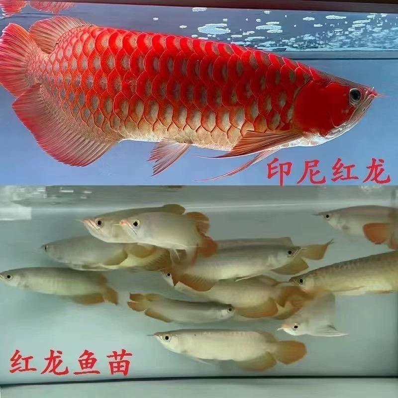 桃佳龙鱼贸易