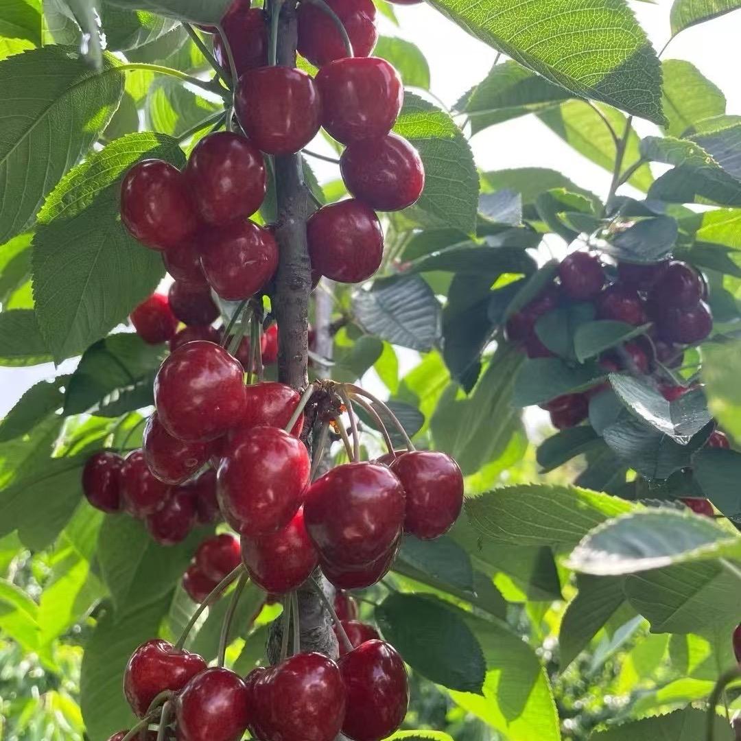 大连大樱桃🍒小陈～
