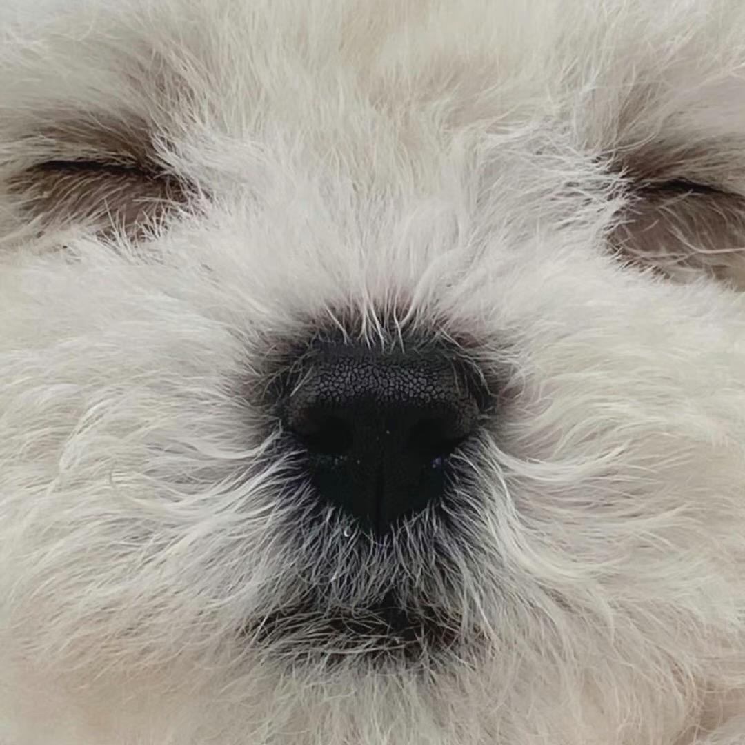 玉树临风小呆呆