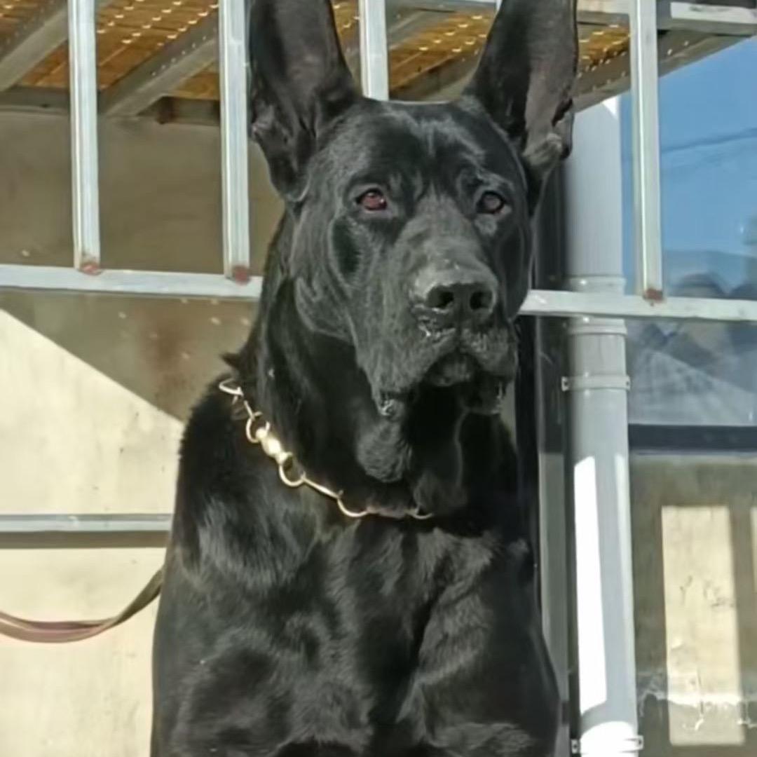 晴博犬舍