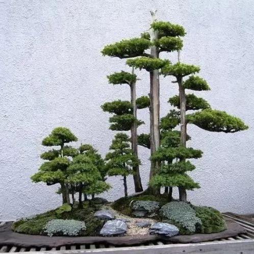 炼金石艺（奇石花盆）