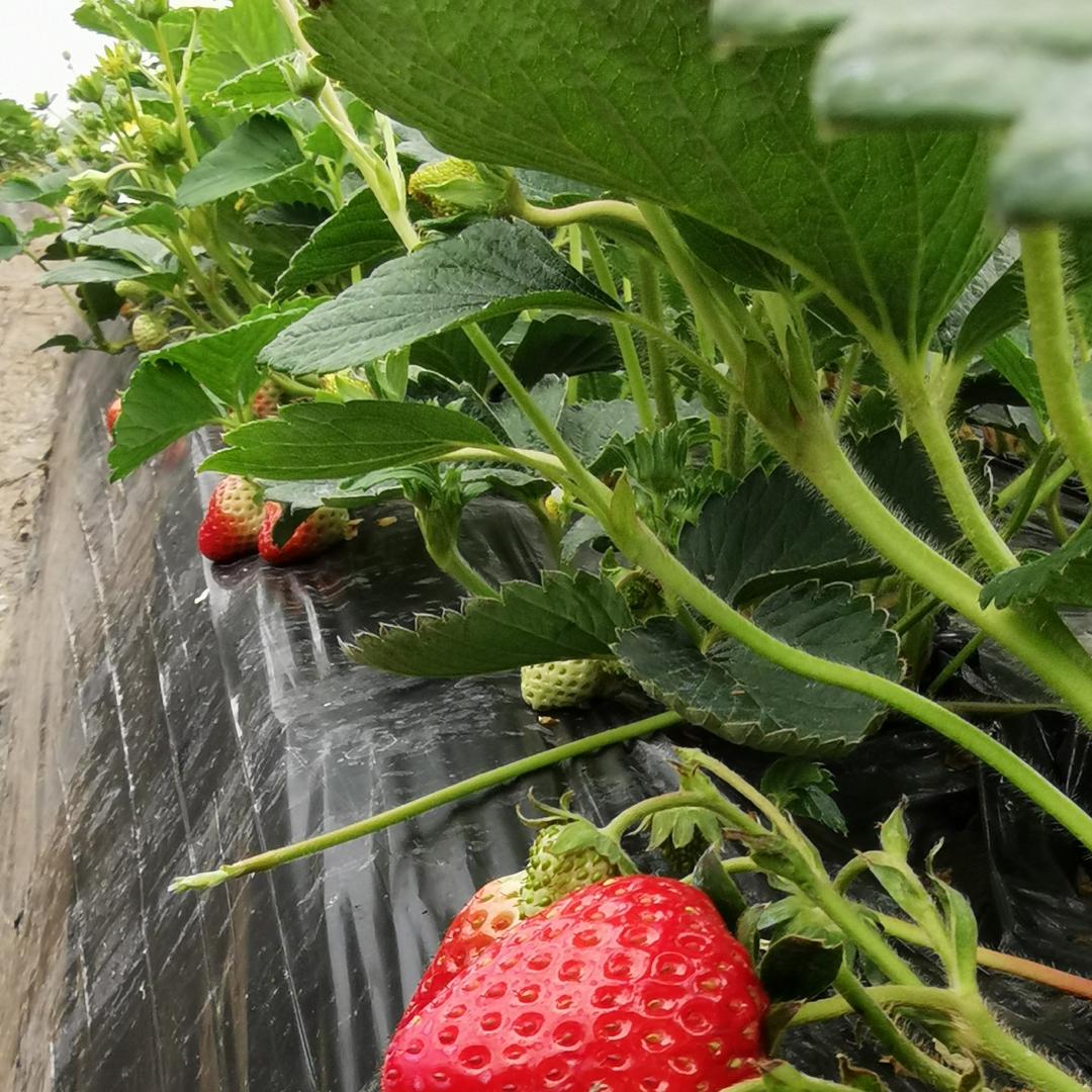 小王坡果园(李湾店)