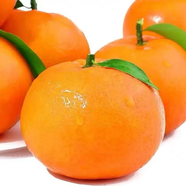 八桂沃柑开园了