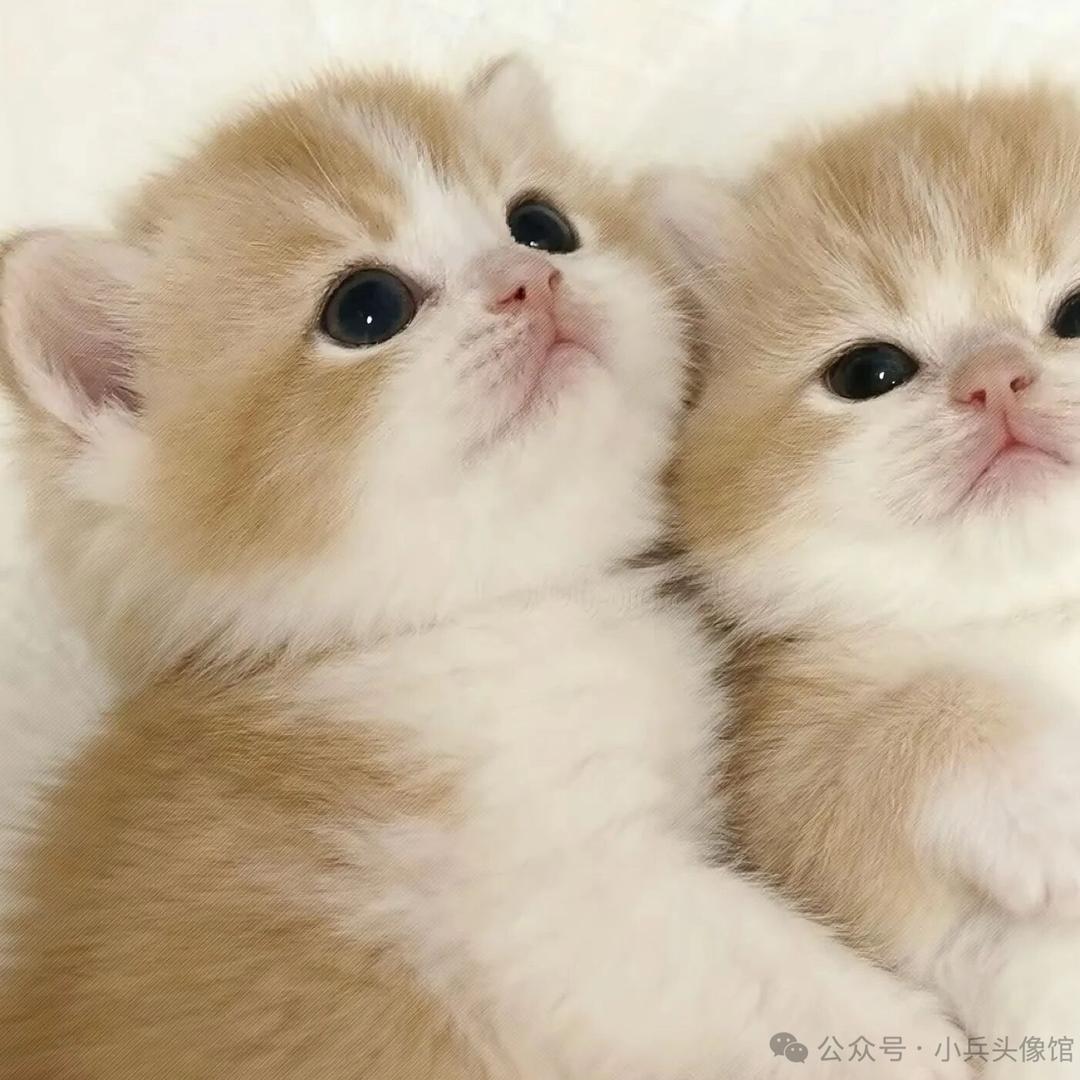 如果我薄情寡义