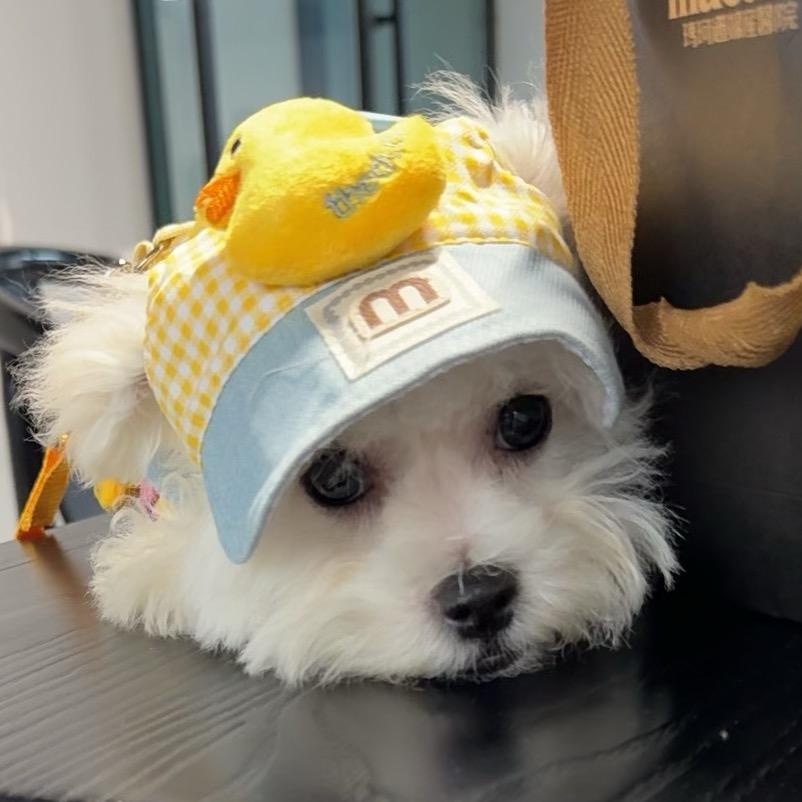 汪汪队