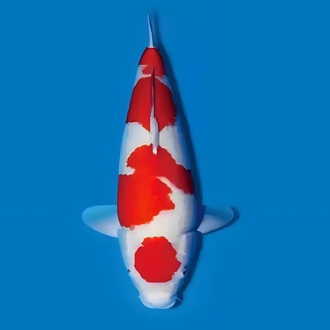 诗墨锦鲤观赏鱼