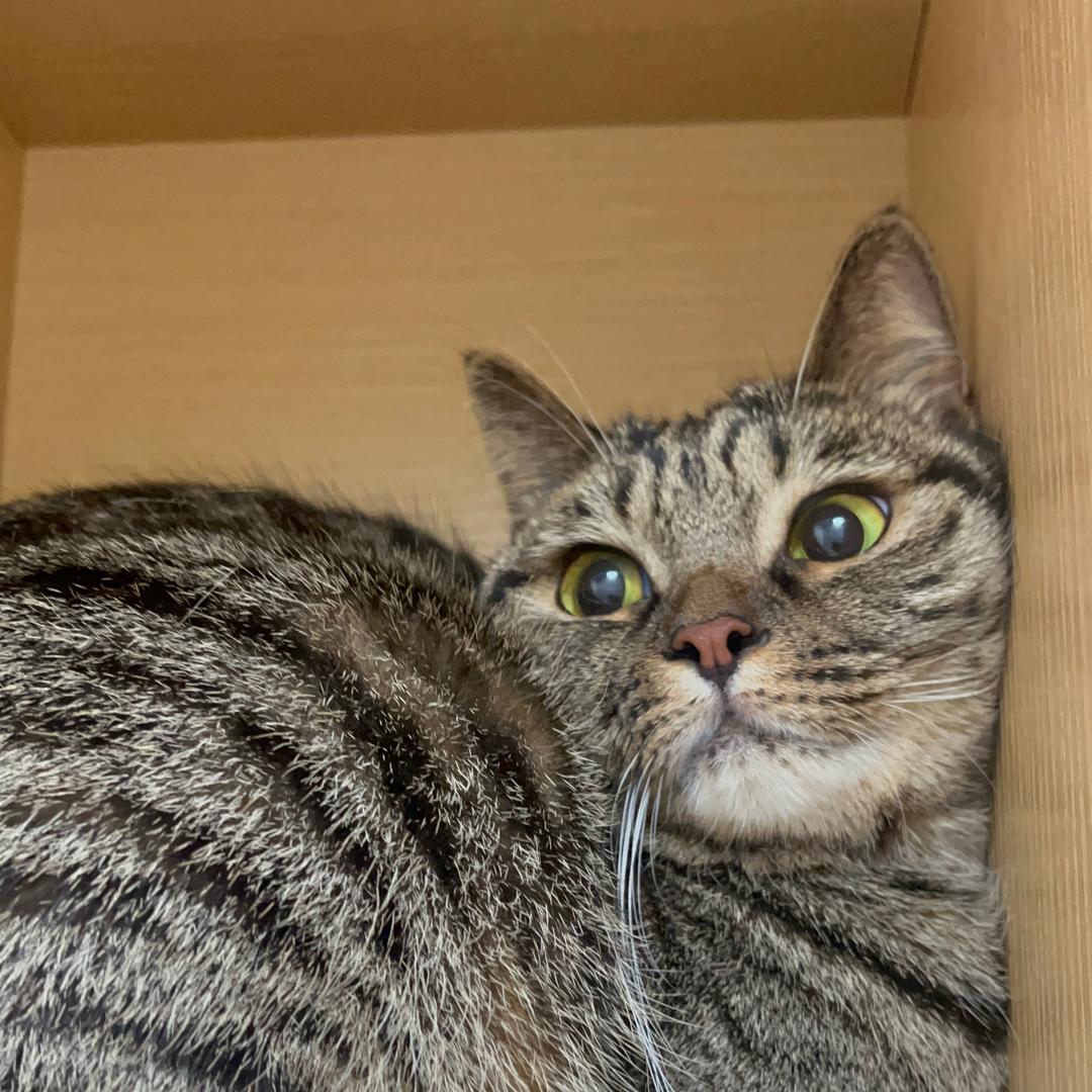 奶茶是一只🐱