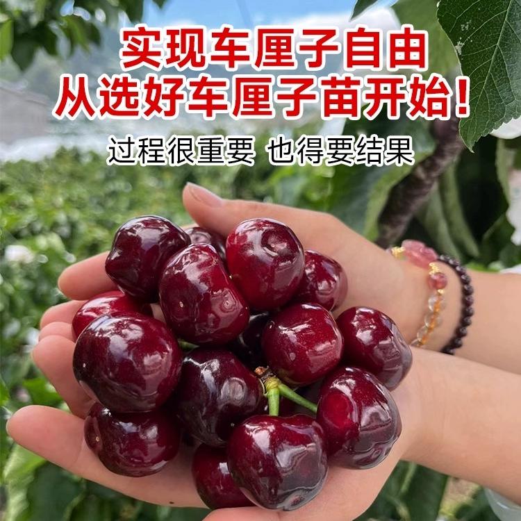 文佳果树苗木专营店