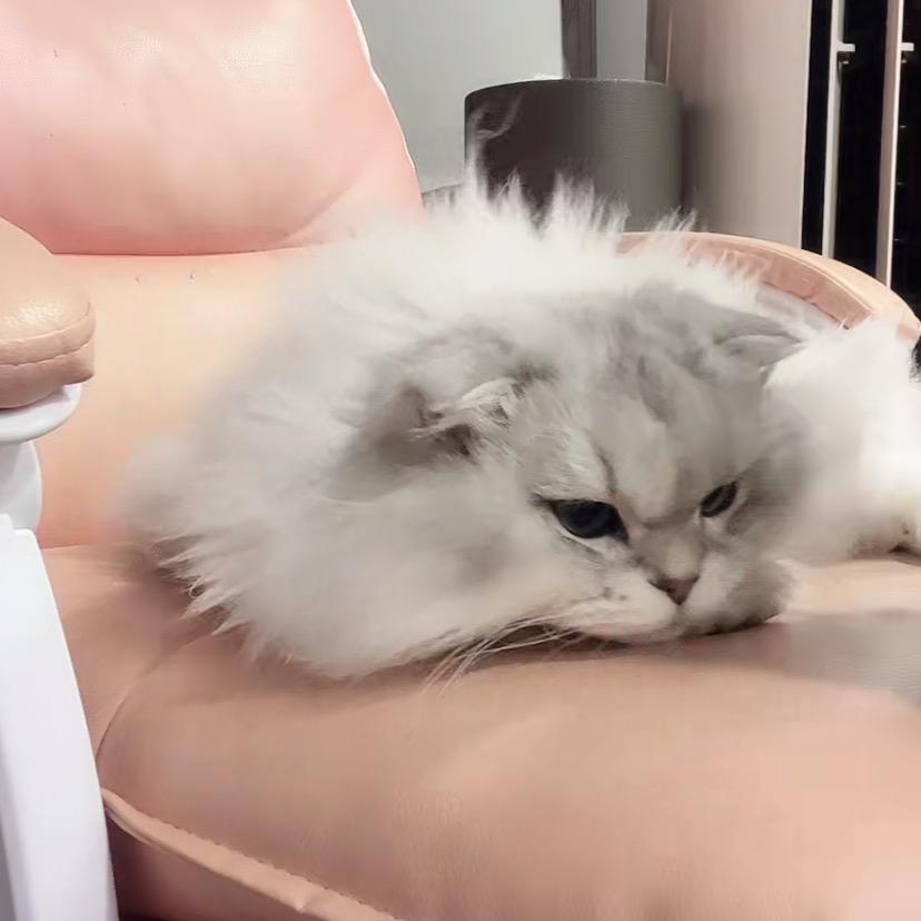 上课瑶紧ᙆʰʰ🦢