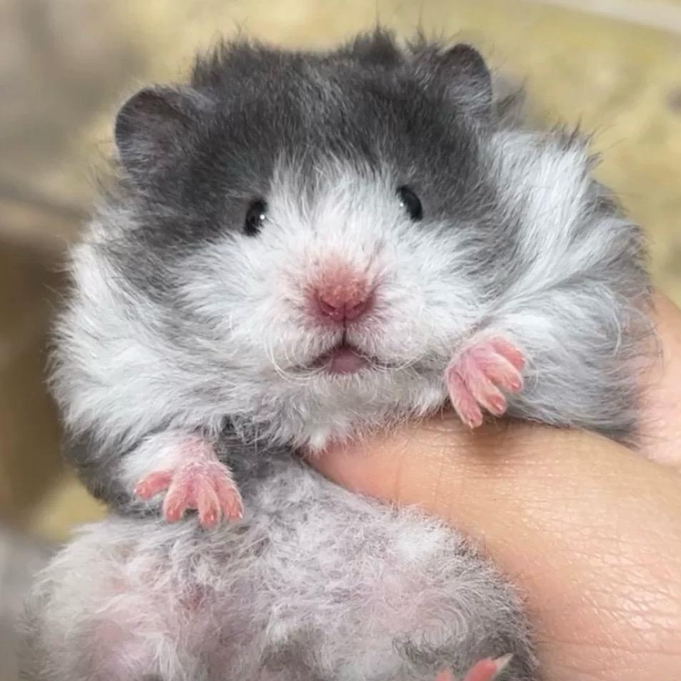 FULU芙噜熊舍（出🐻）