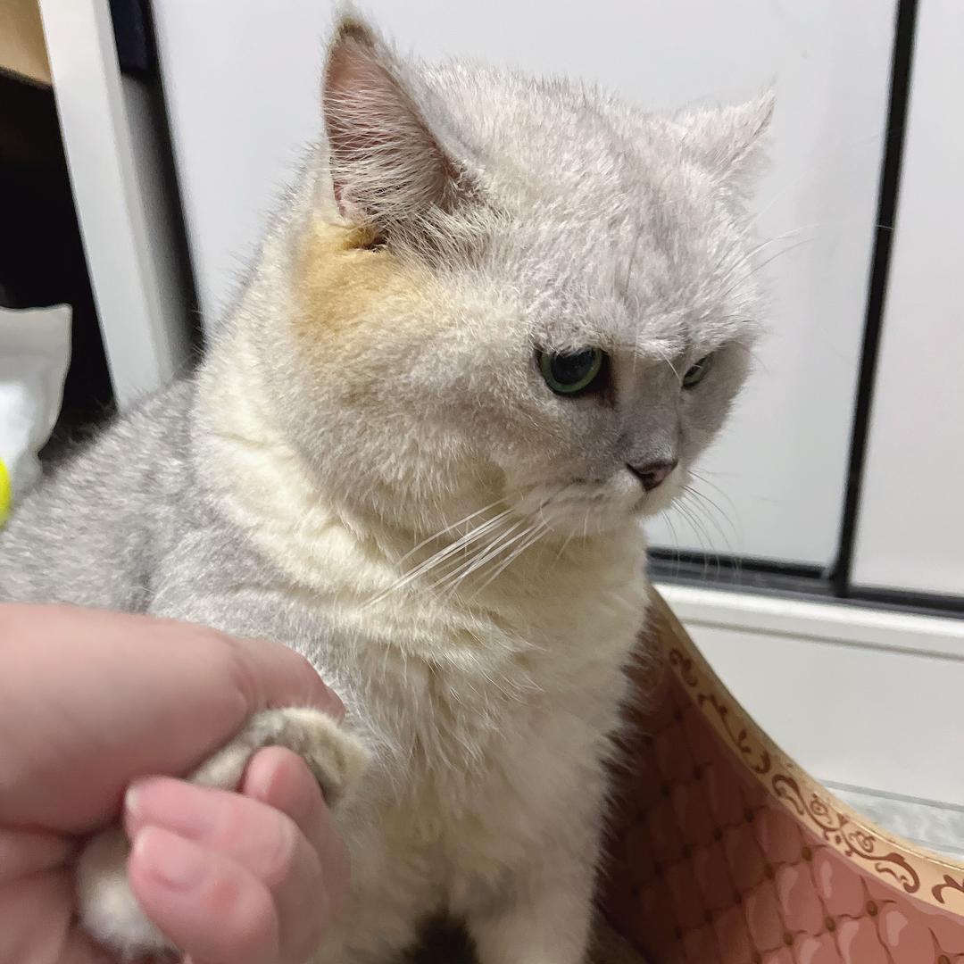 邪修养猫@磨牙版
