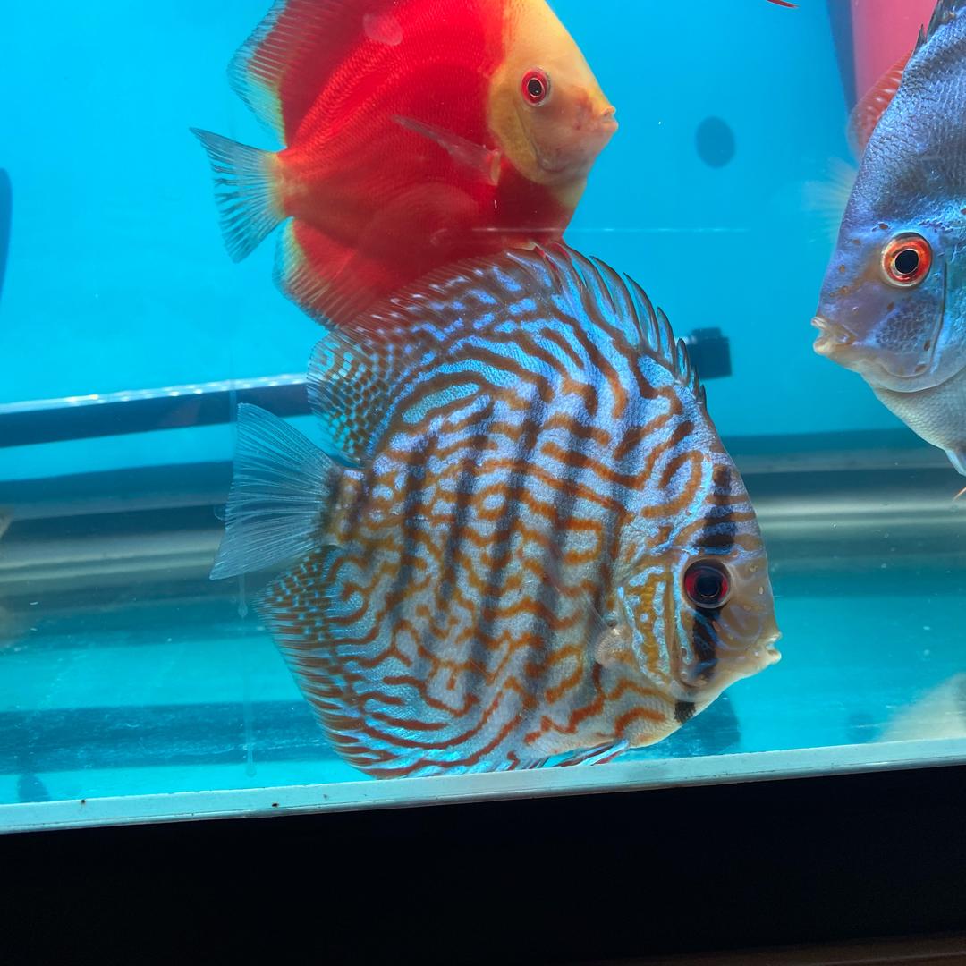 漂亮鱼