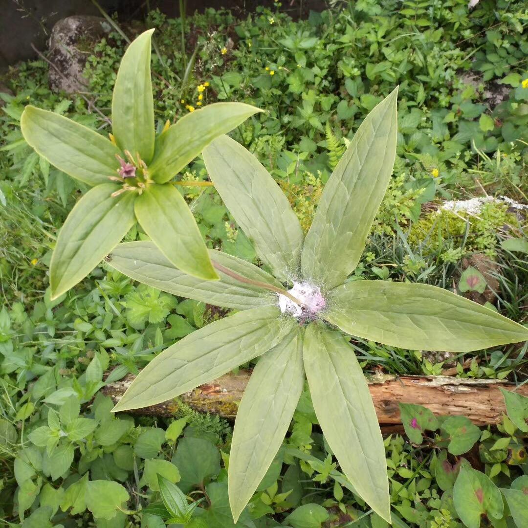 一曲离殇丶笑看人世繁华