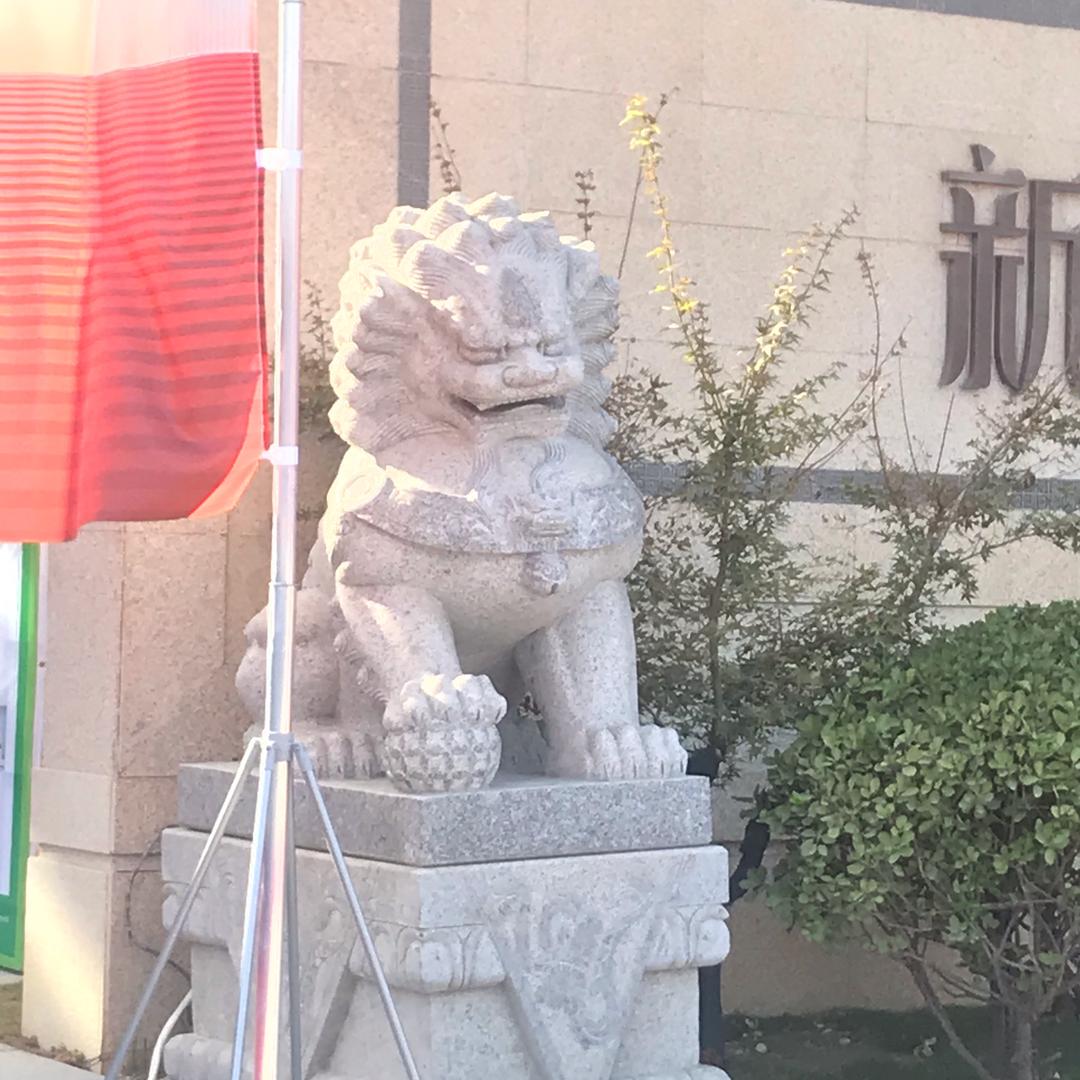 骆驼🐫