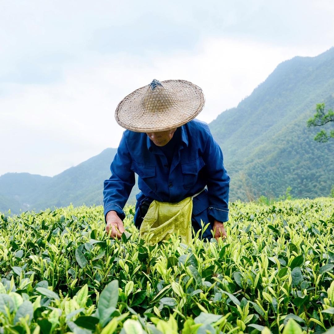 杨家农园茶